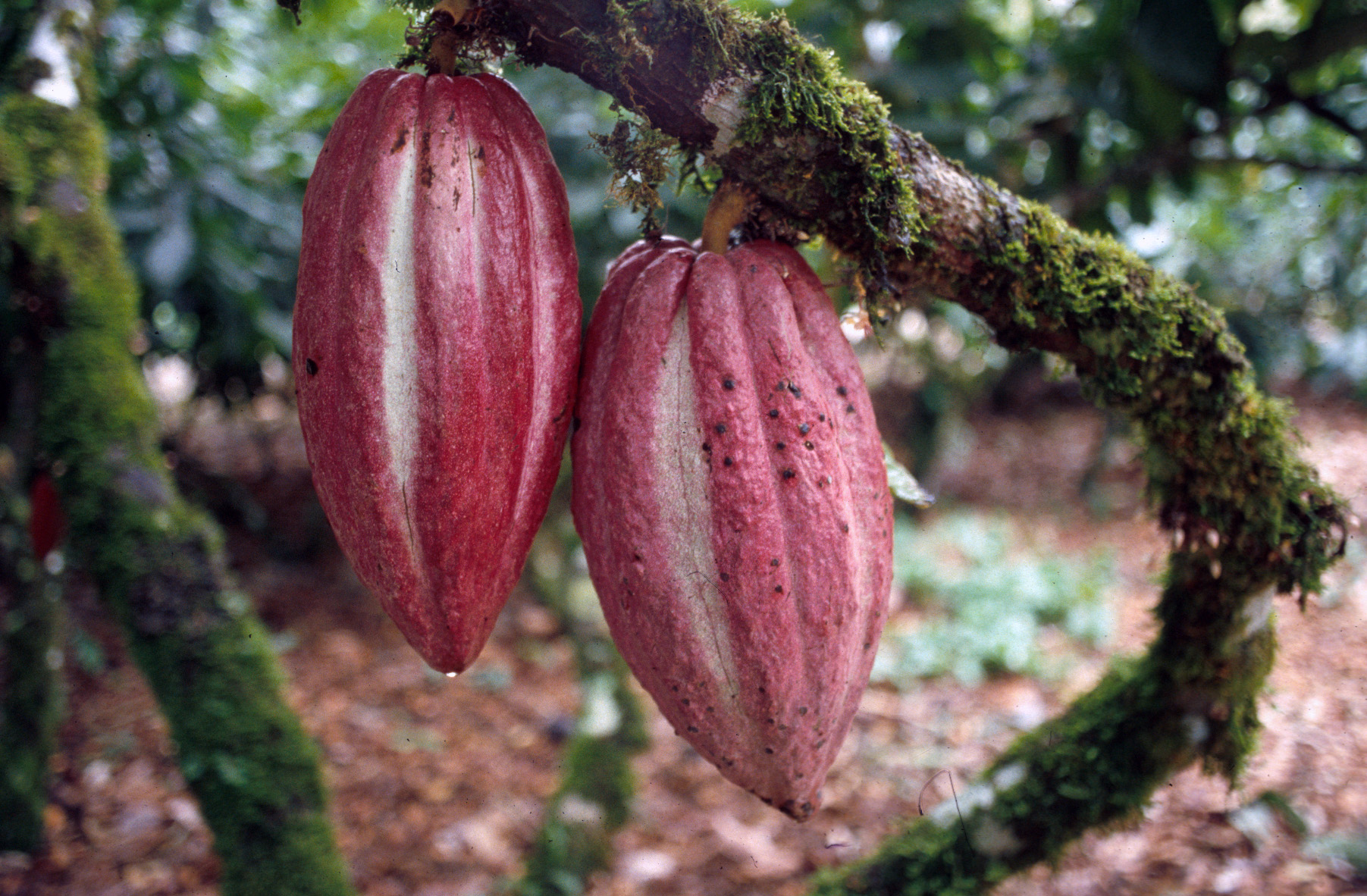 Бобы руби. Какао (Theobroma Cacao). Дерево какао (Theobroma Cacao. Сорт Криолло какао бобов. Тринитарио сорт какао.